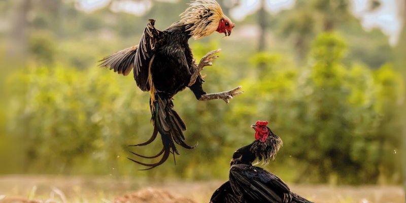 Cách tham gia đá gà 888VI